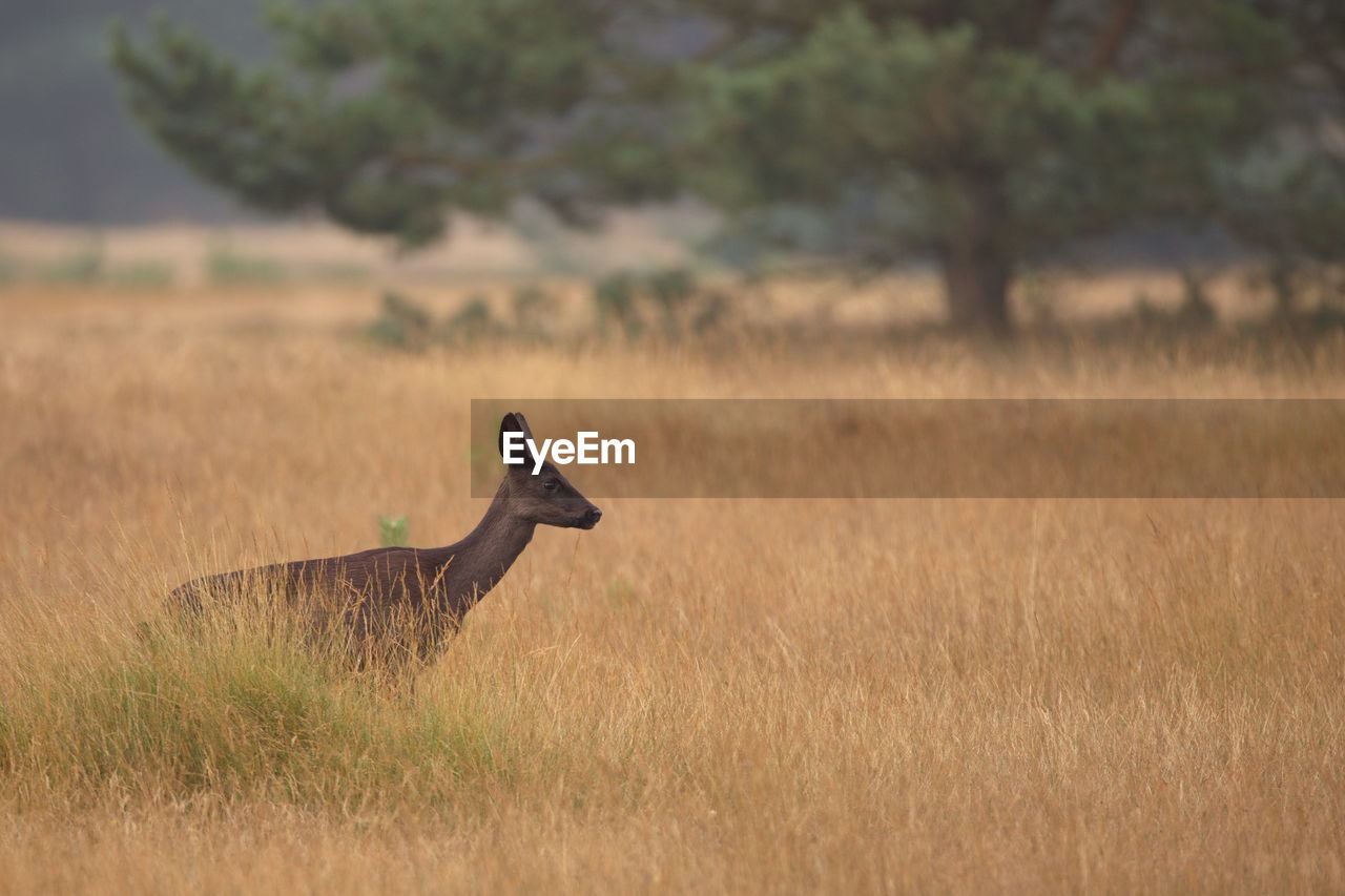 Side view of deer on field