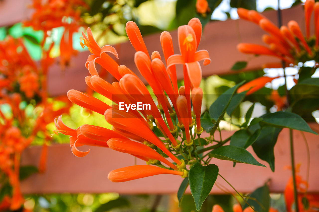 CLOSE-UP OF ORANGE DAY LILY FLOWERS BLOOMING OUTDOORS