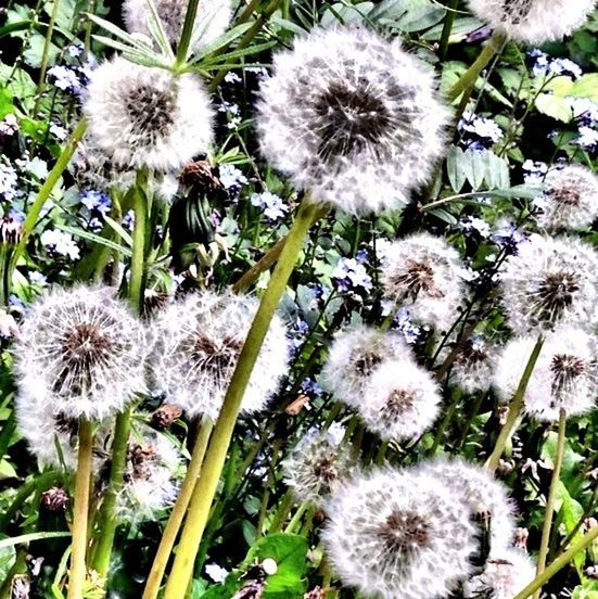 CLOSE-UP OF WHITE DANDELION