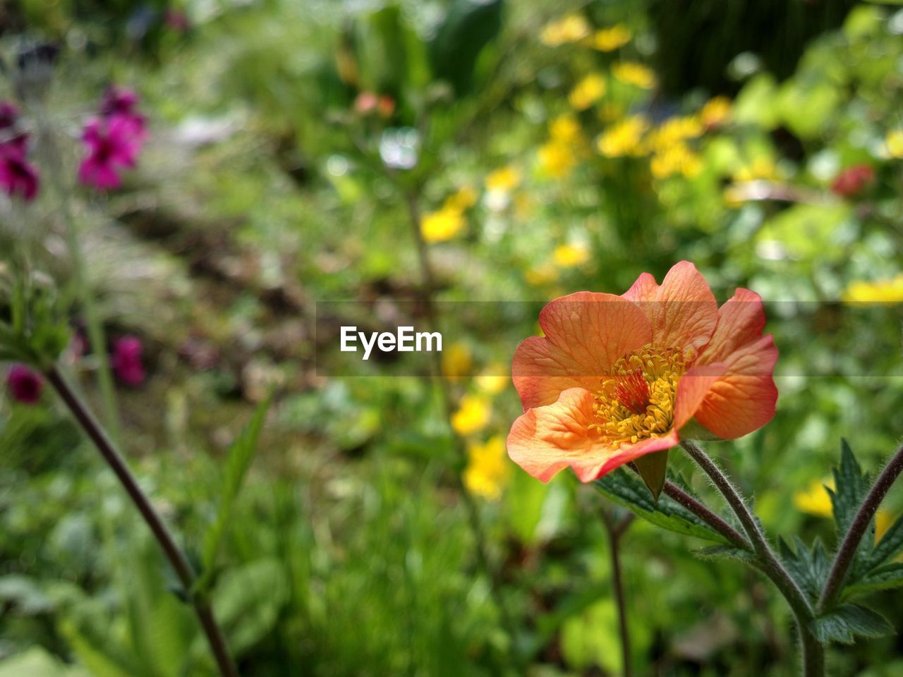 CLOSE-UP OF FLOWER BLOOMING IN PARK