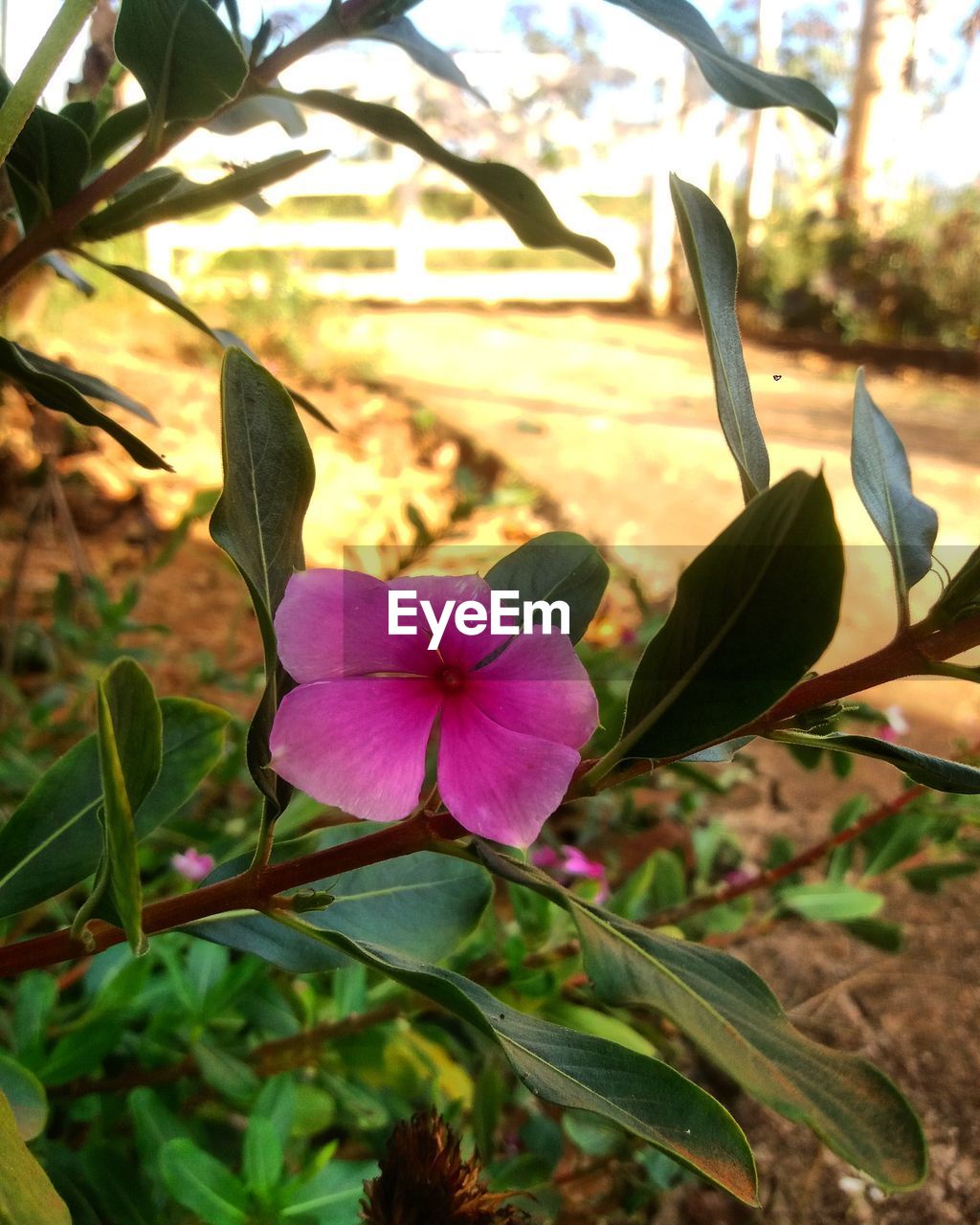 CLOSE-UP OF BLOOMING OUTDOORS