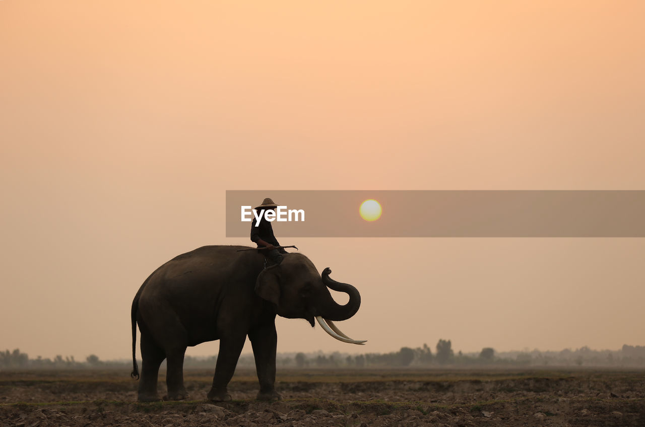 Man riding elephant on field