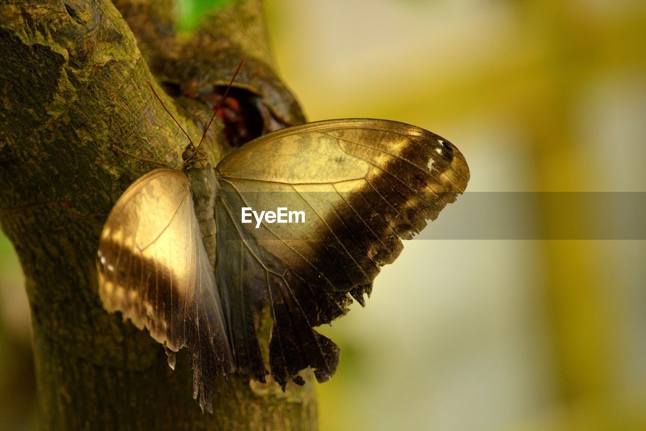 CLOSE-UP OF BUTTERFLY ON TREE