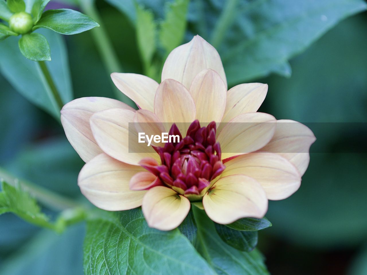 flower, flowering plant, plant, beauty in nature, freshness, close-up, petal, nature, flower head, leaf, plant part, inflorescence, fragility, macro photography, growth, dahlia, blossom, no people, pink, outdoors, focus on foreground, green, springtime, botany, summer, pollen