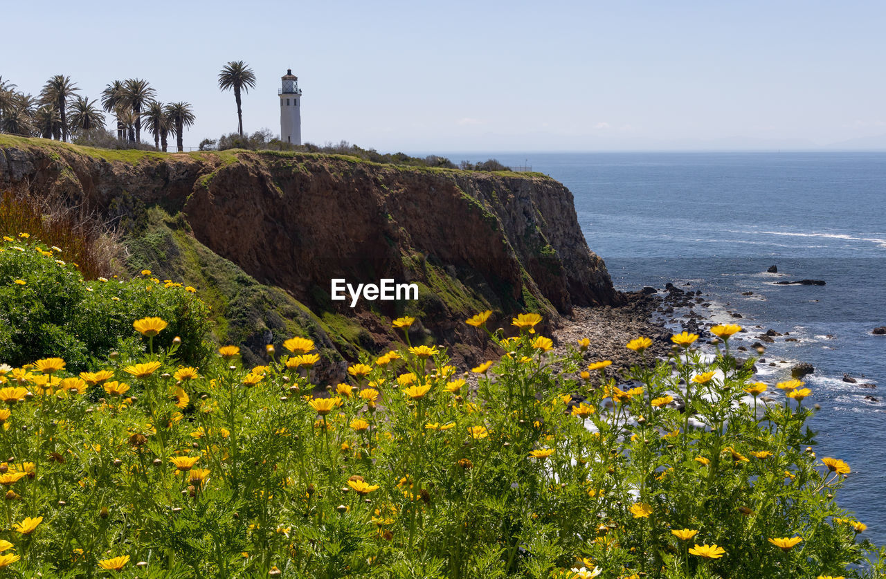 Point vicente lighthouse with flowers in the foreground