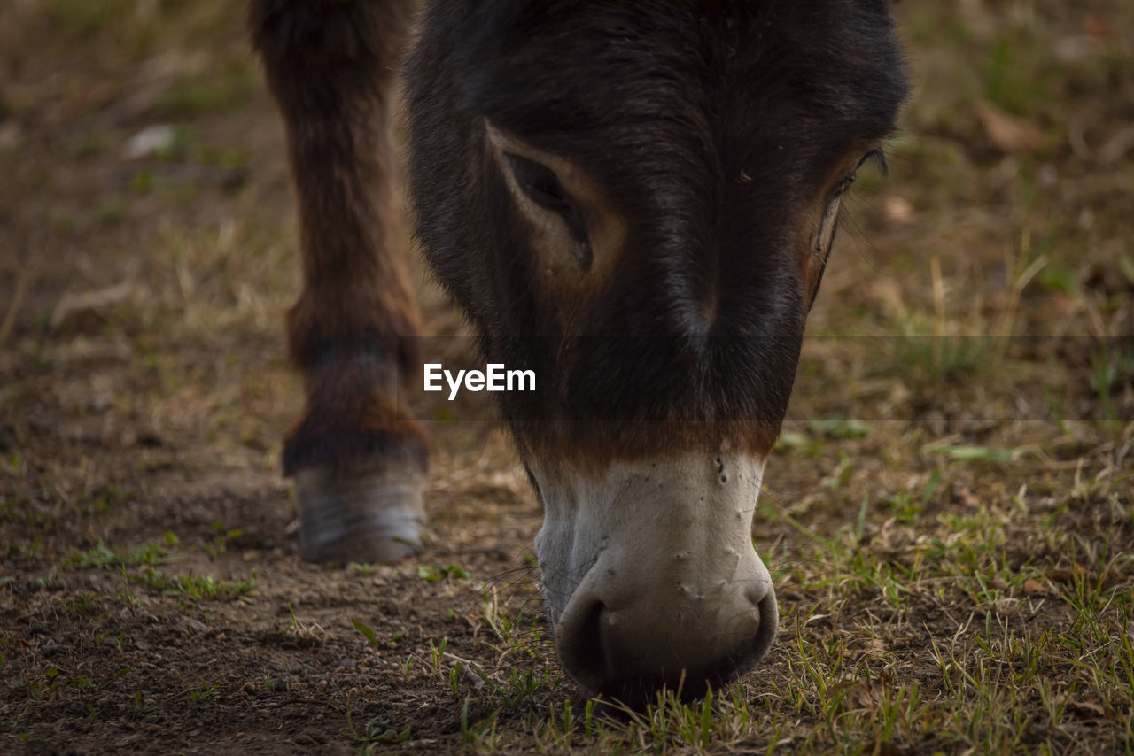 close-up of a horse on field