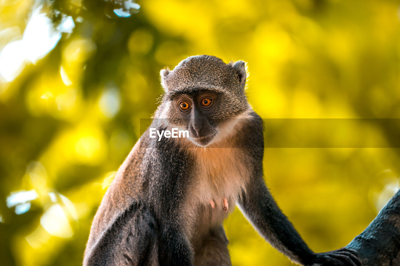 Little wild monkey in the tree of the safari wild park of tsavo east in kenya africa.