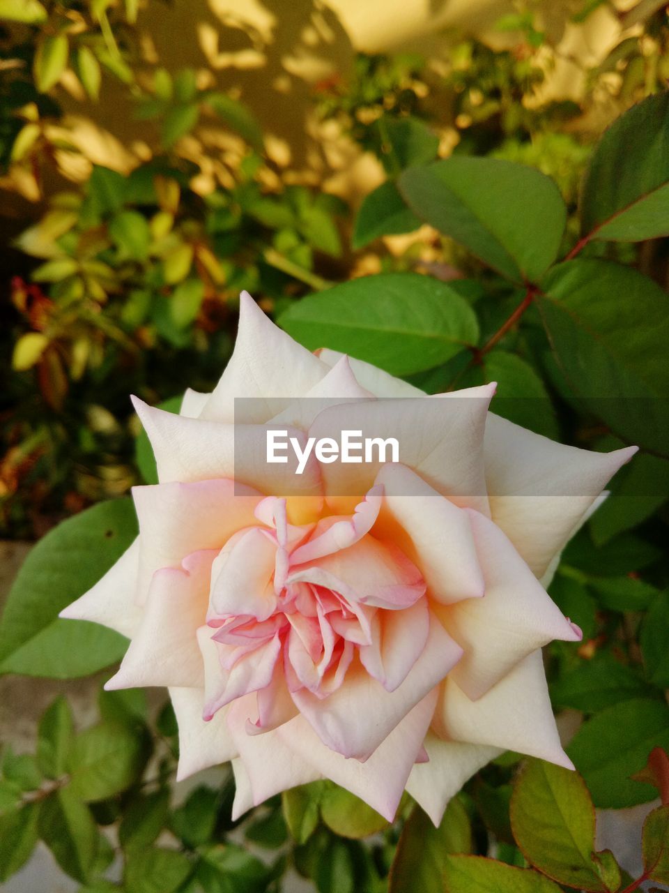 CLOSE-UP OF ROSE BLOOMING