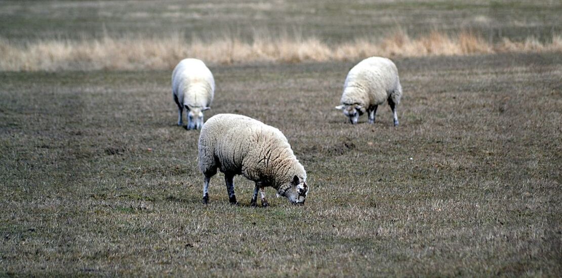 SHEEP ON GRASSY FIELD