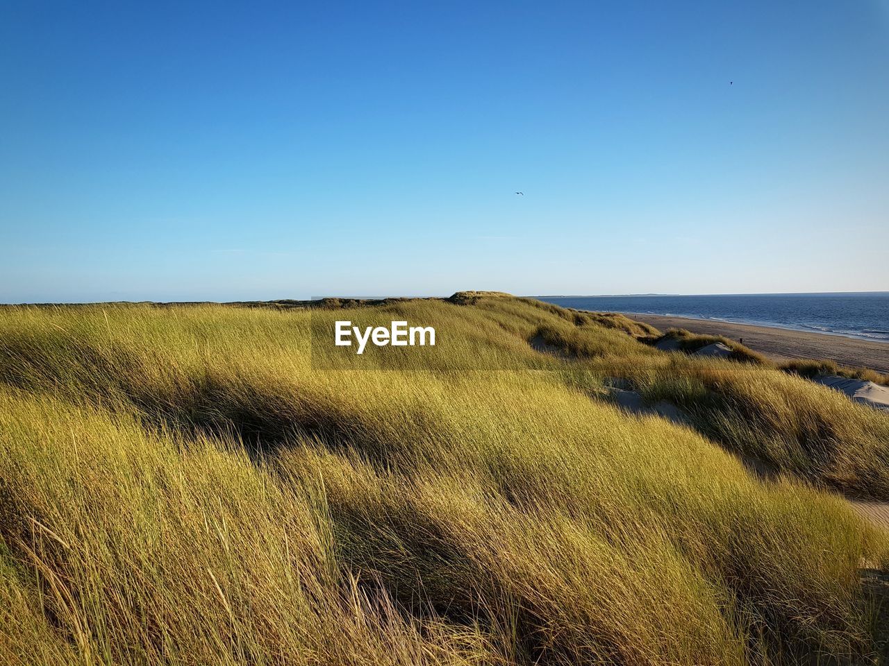 Scenic view of field against clear blue sky