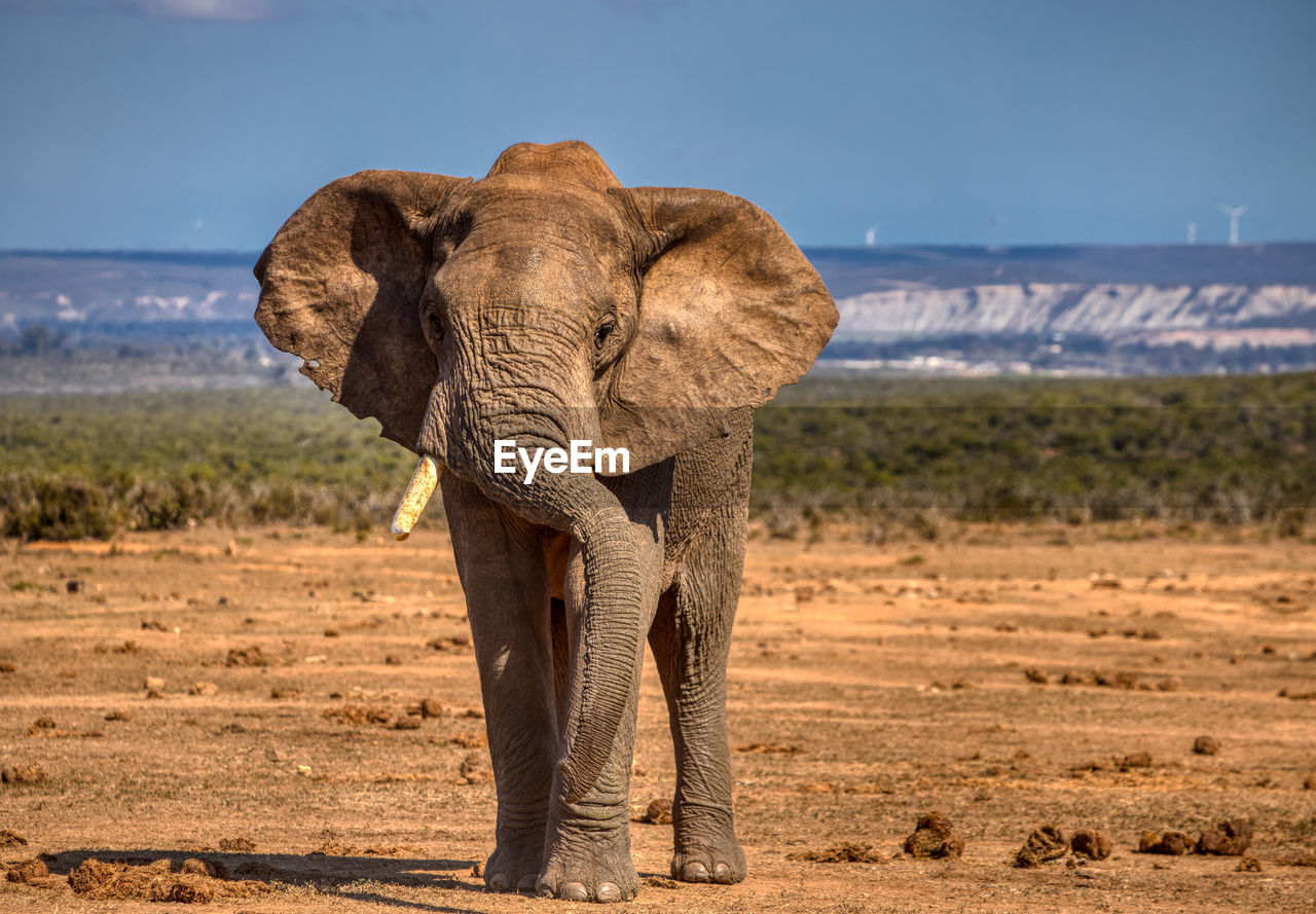 CLOSE-UP OF ELEPHANT ON FIELD