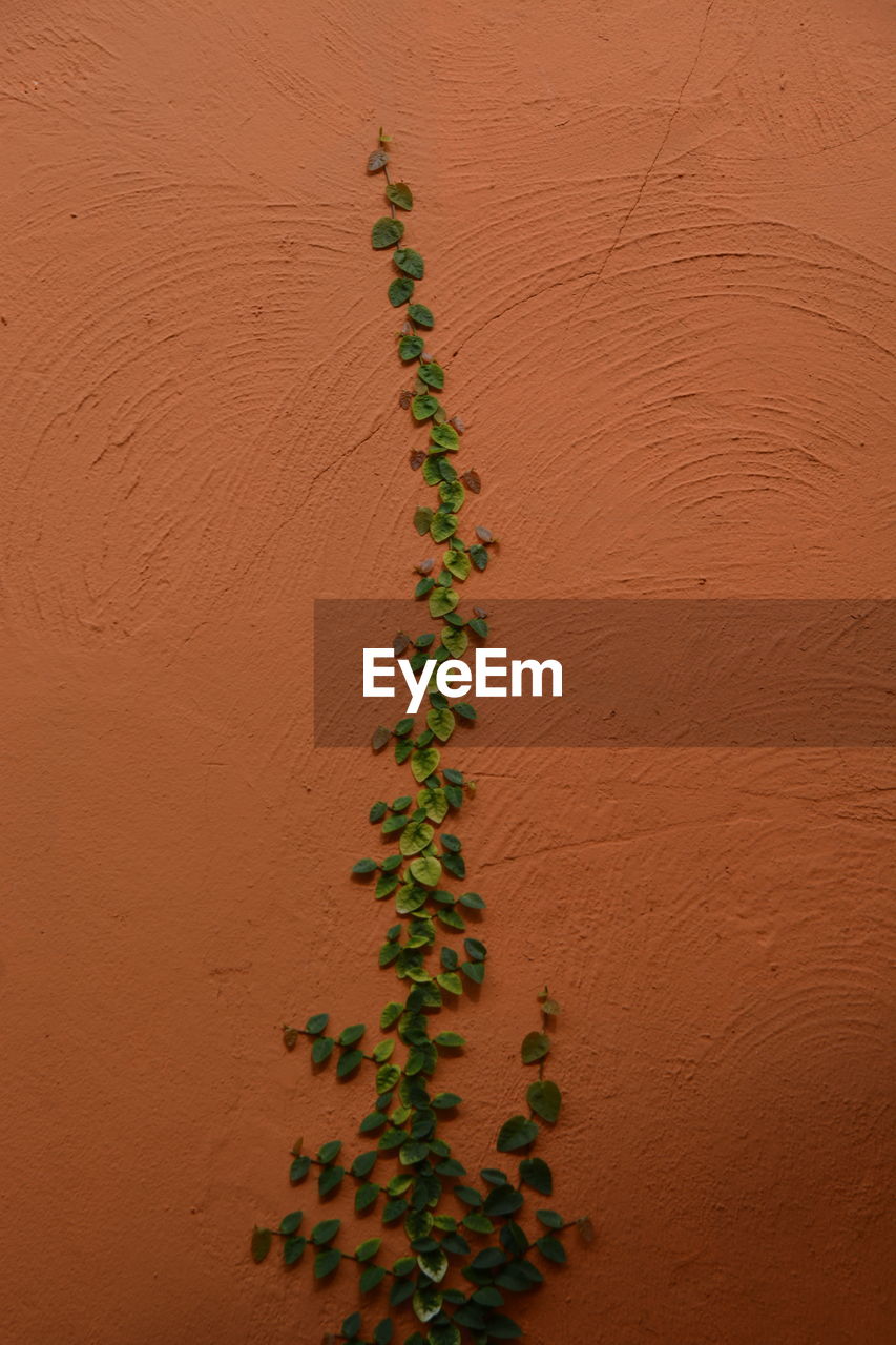 Close-up of plant on land against wall