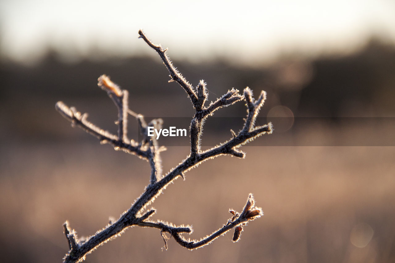 CLOSE-UP OF FROZEN PLANTS