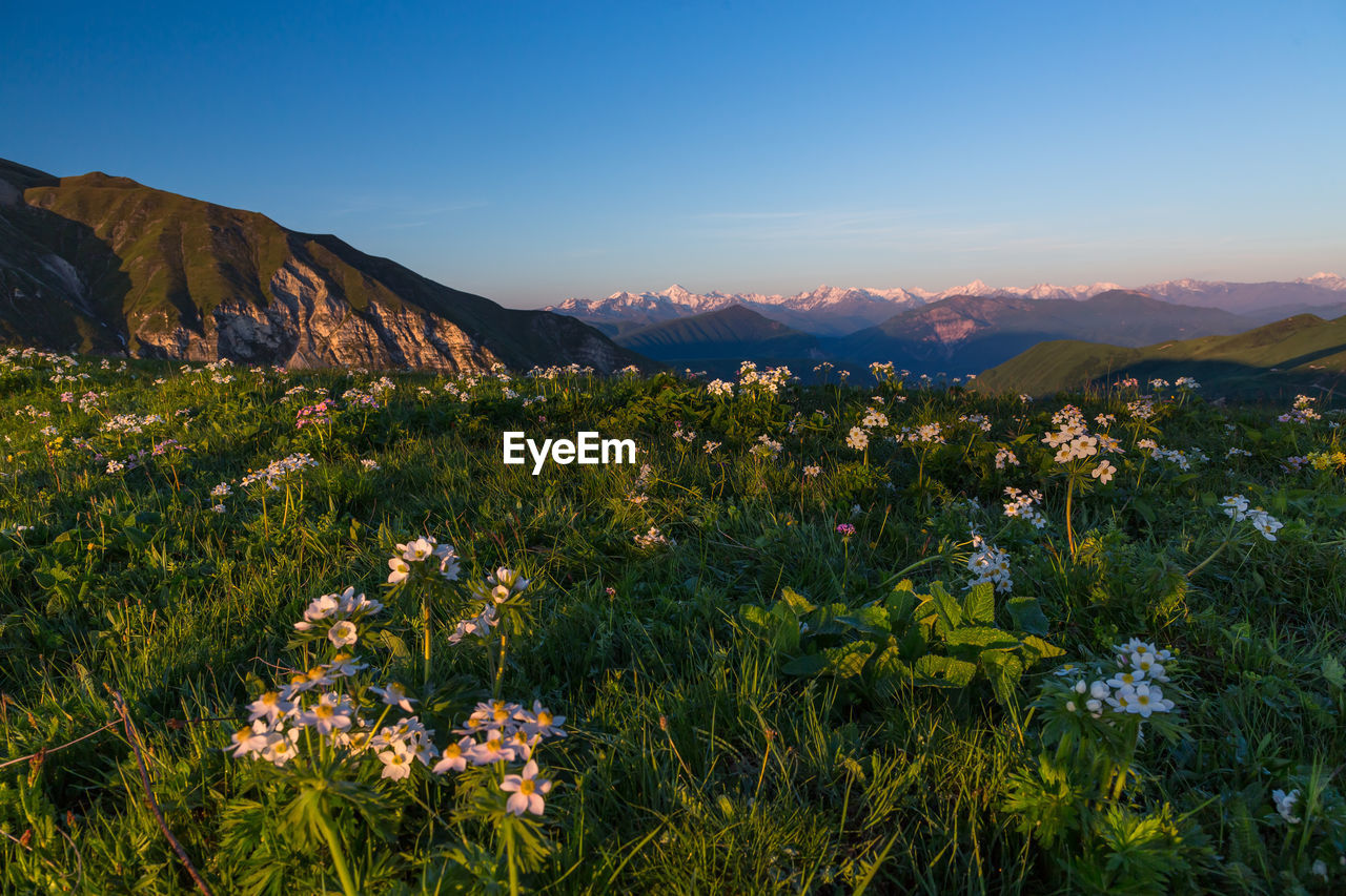 Scenic view of flowering plants and mountains against sky. flowers in the mountains