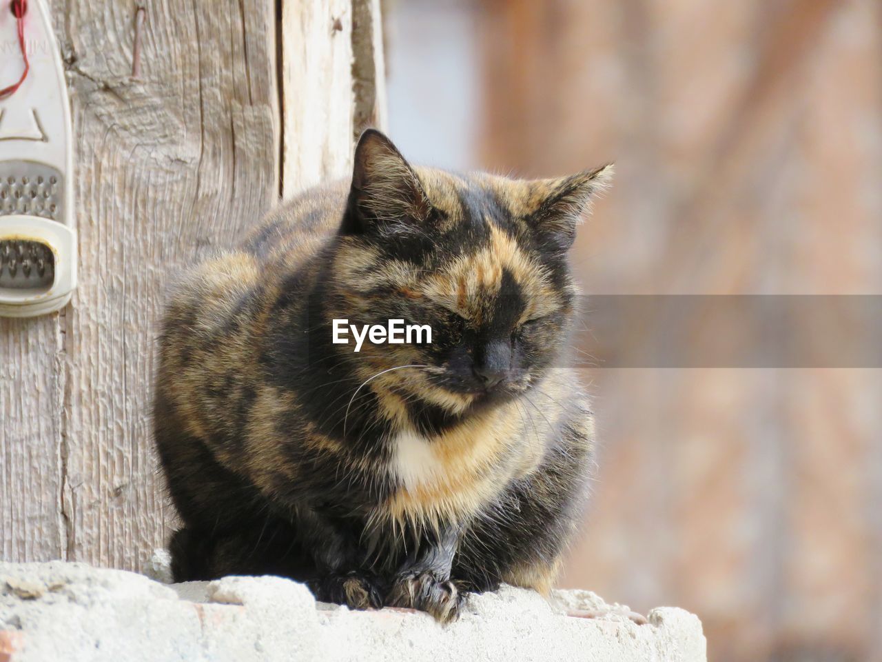 Close-up portrait of a cat