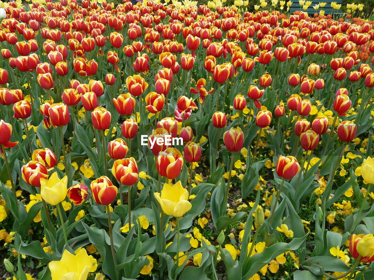 RED TULIPS BLOOMING ON FIELD