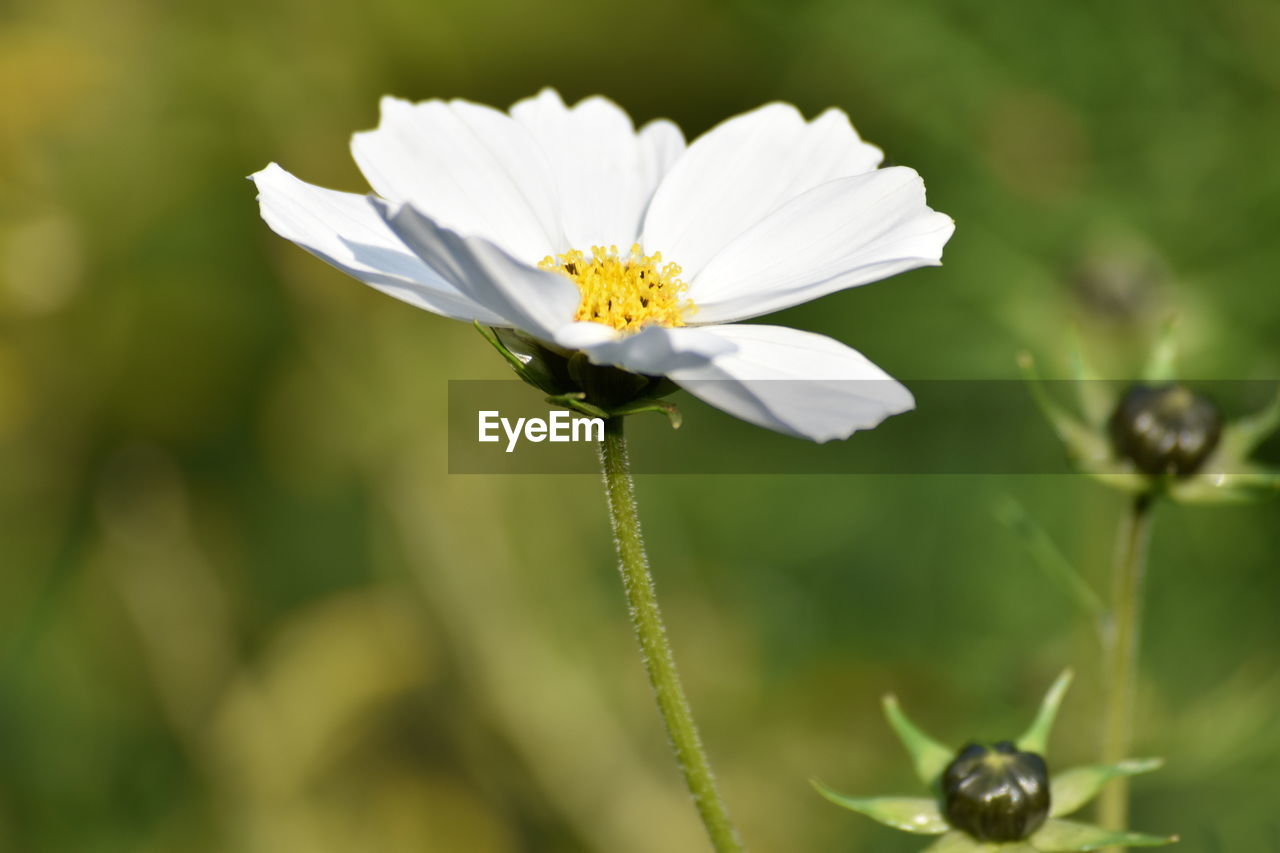 CLOSE-UP OF WHITE DAISY FLOWER