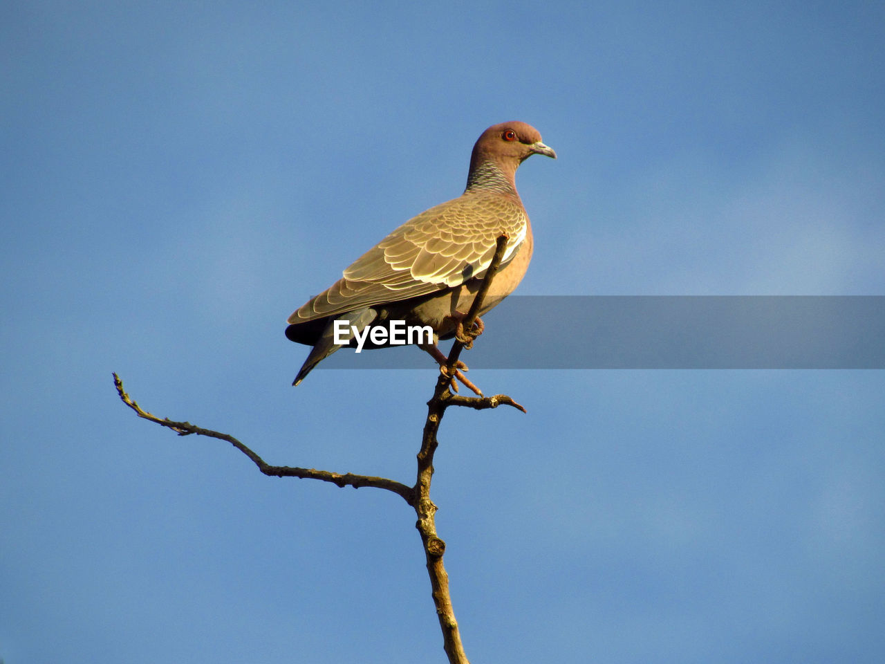 Low angle view of dove perching on branch against sky