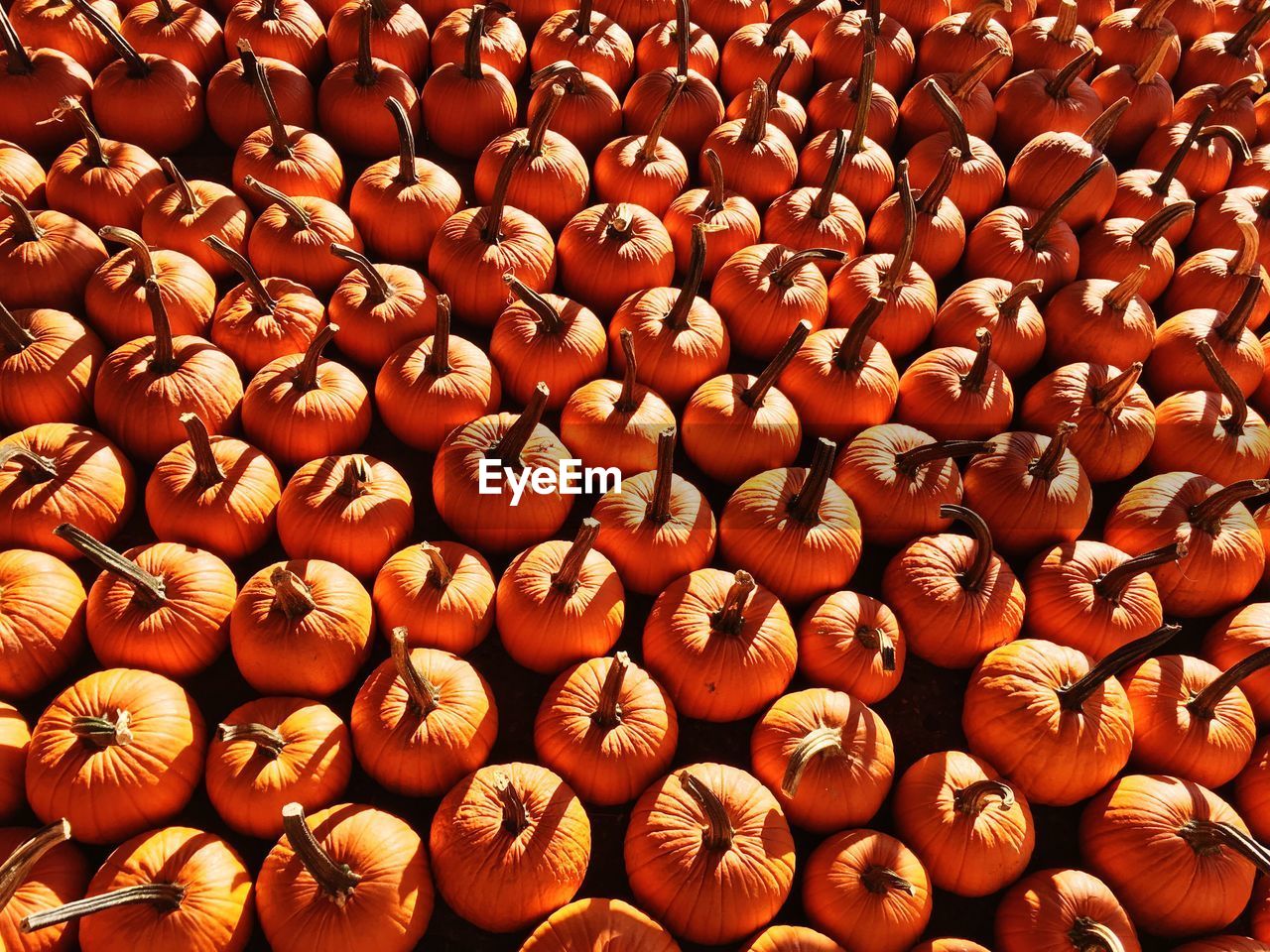 Full frame shot of pumpkins