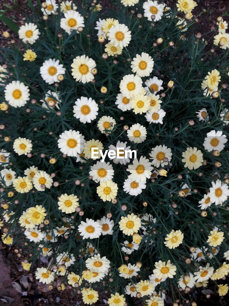 HIGH ANGLE VIEW OF DAISY FLOWERS