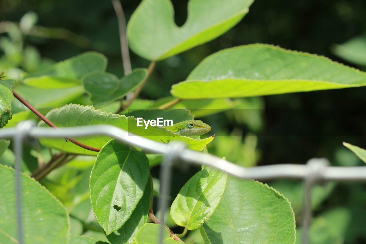 CLOSE-UP OF INSECT ON PLANT