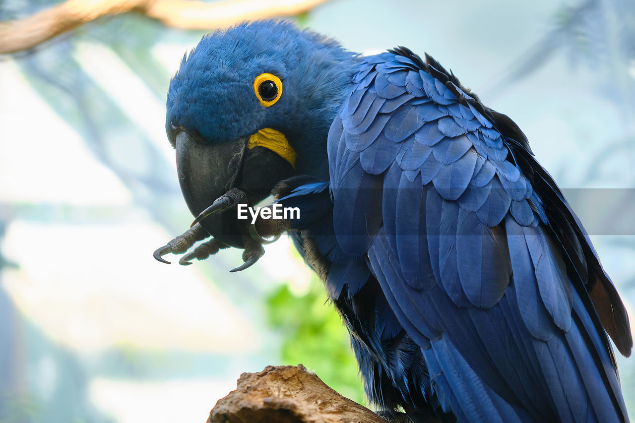 low angle view of parrot