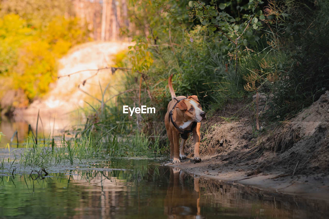 Dog in a beautiful natural scene in summer. staffordshire terrier mutt walking by the river