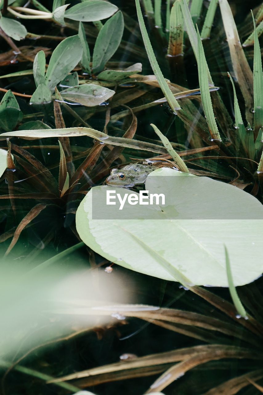 green, leaf, plant part, plant, flower, nature, growth, beauty in nature, water, no people, close-up, day, outdoors, high angle view, freshness, tranquility, flowering plant, lake, grass