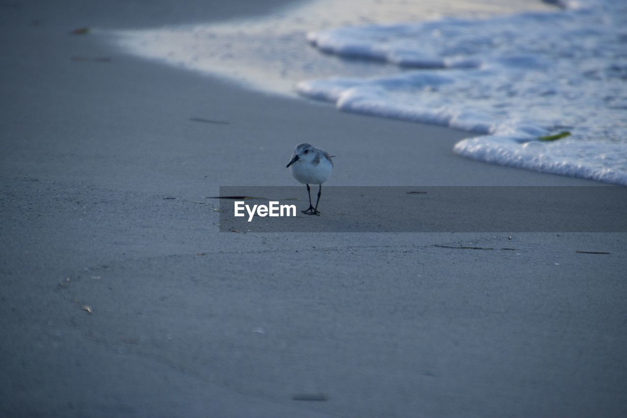 BIRDS IN THE SEA