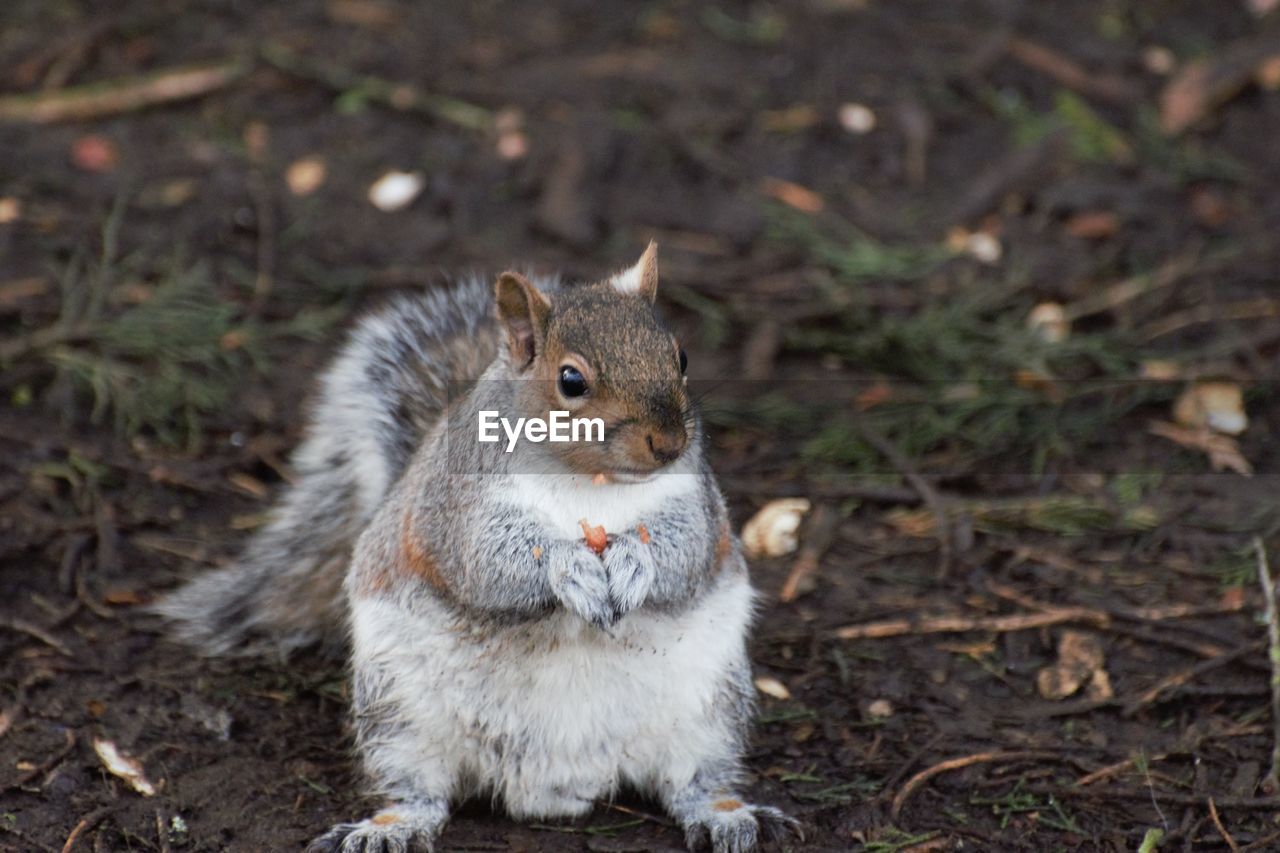 CLOSE-UP PORTRAIT OF SQUIRREL ON ROCK