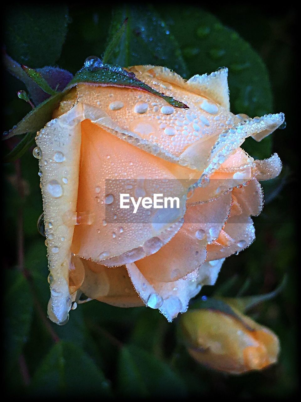 Close up of plant against blurred background