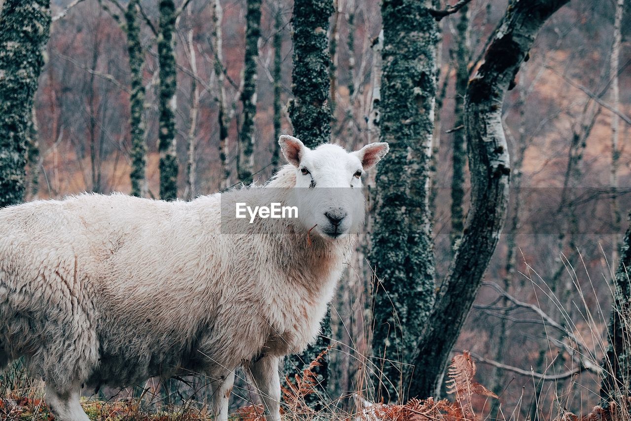 PORTRAIT OF A SHEEP IN A FOREST