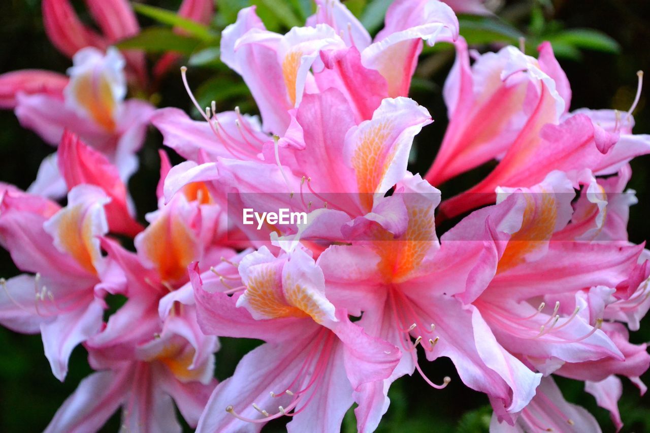 CLOSE-UP OF PINK DAHLIA FLOWERS