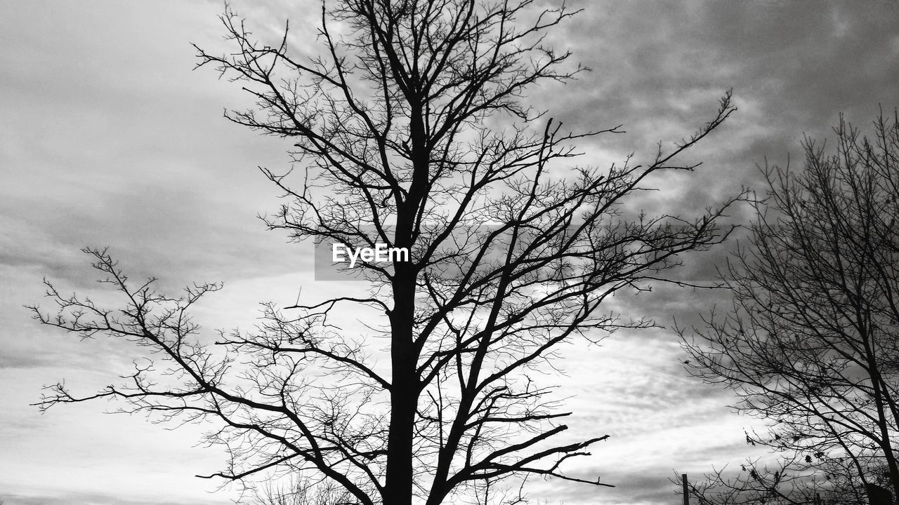 LOW ANGLE VIEW OF BARE TREES AGAINST SKY