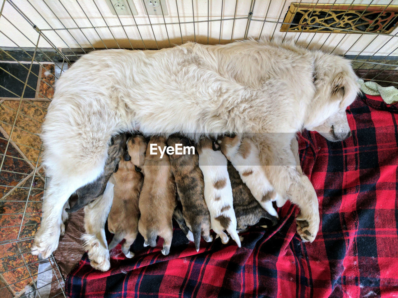 Close-up of female dog with puppies lying on floor