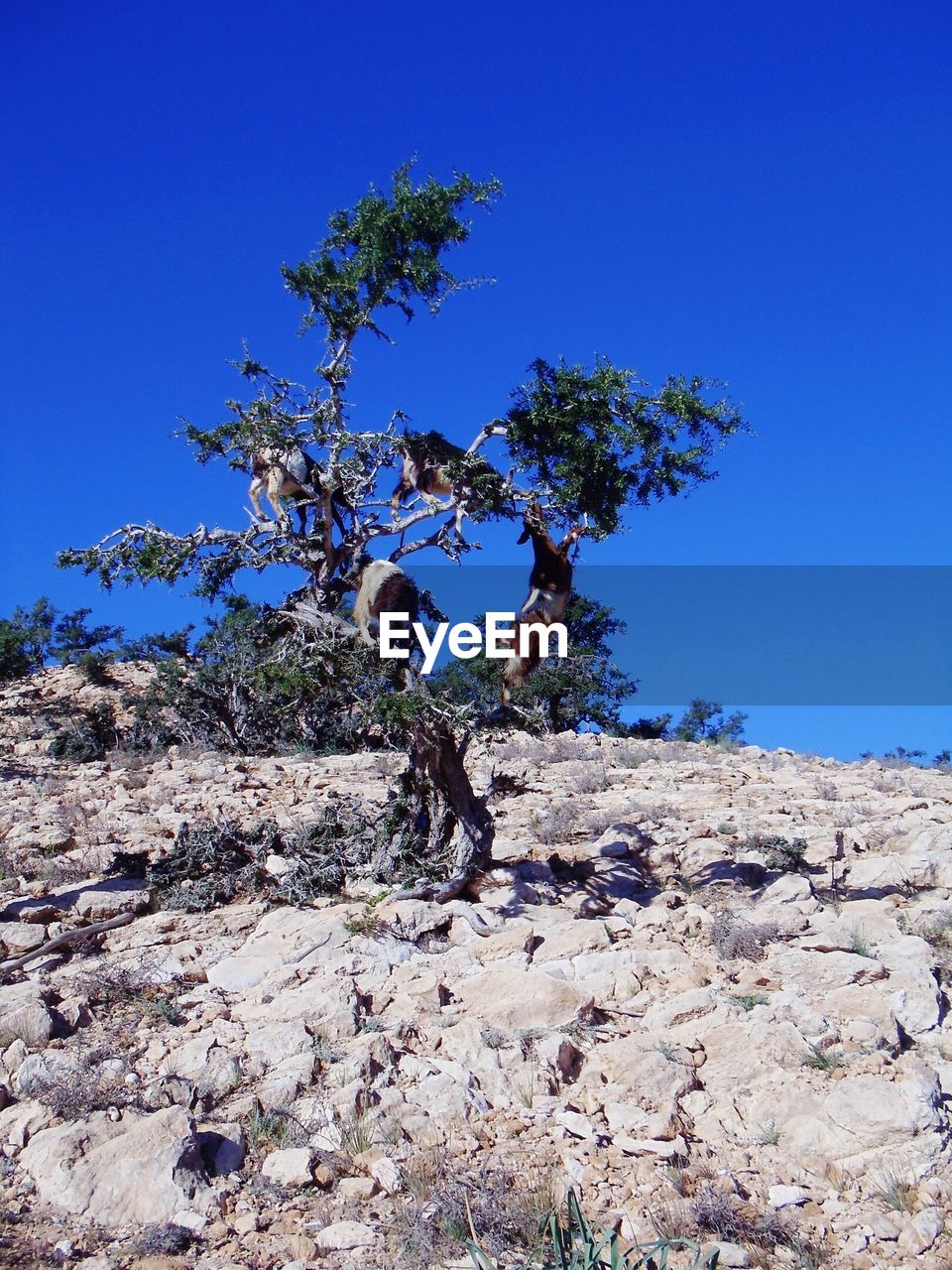 LOW ANGLE VIEW OF TREE AGAINST SKY