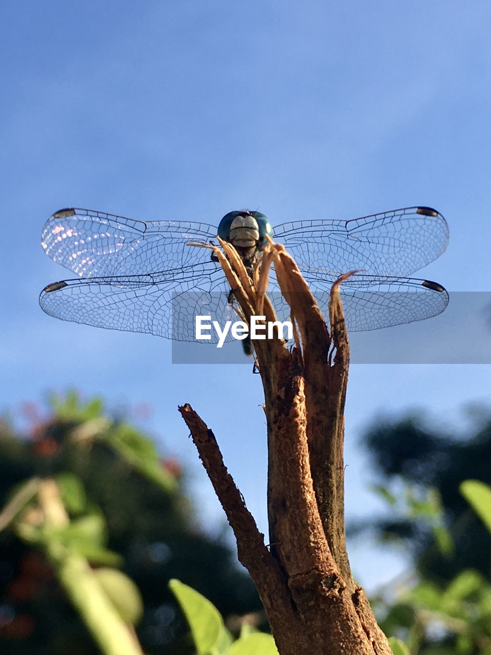 CLOSE-UP OF DRAGONFLY ON TREE AGAINST SKY