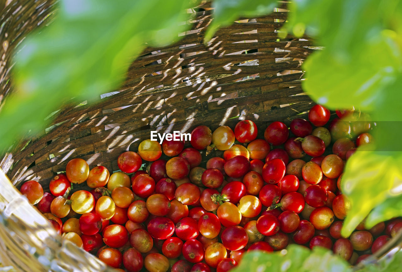 CLOSE-UP OF FRUITS IN BASKET
