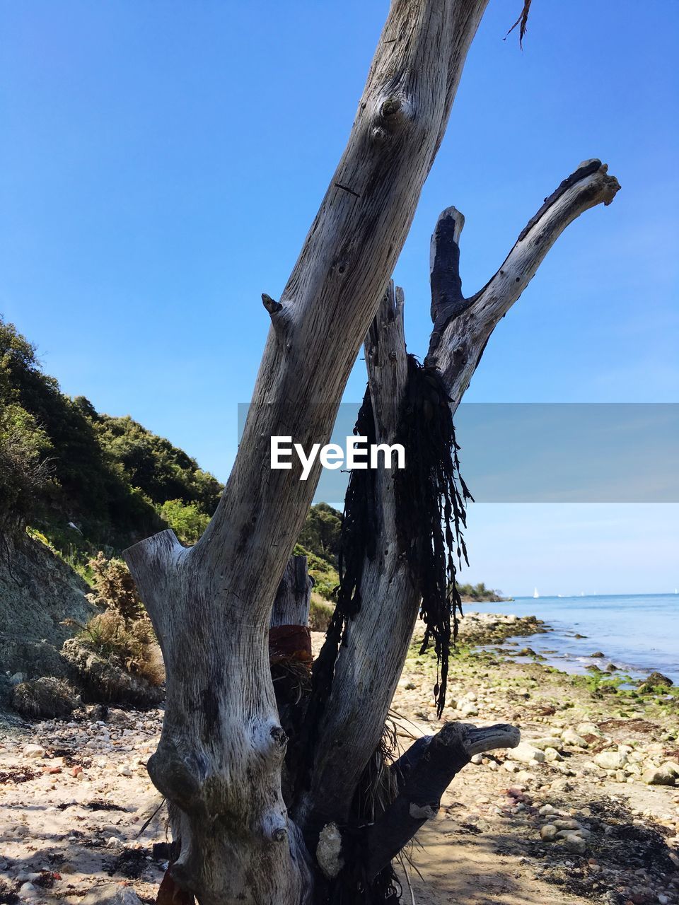 DRIFTWOOD ON TREE TRUNK AGAINST CLEAR SKY