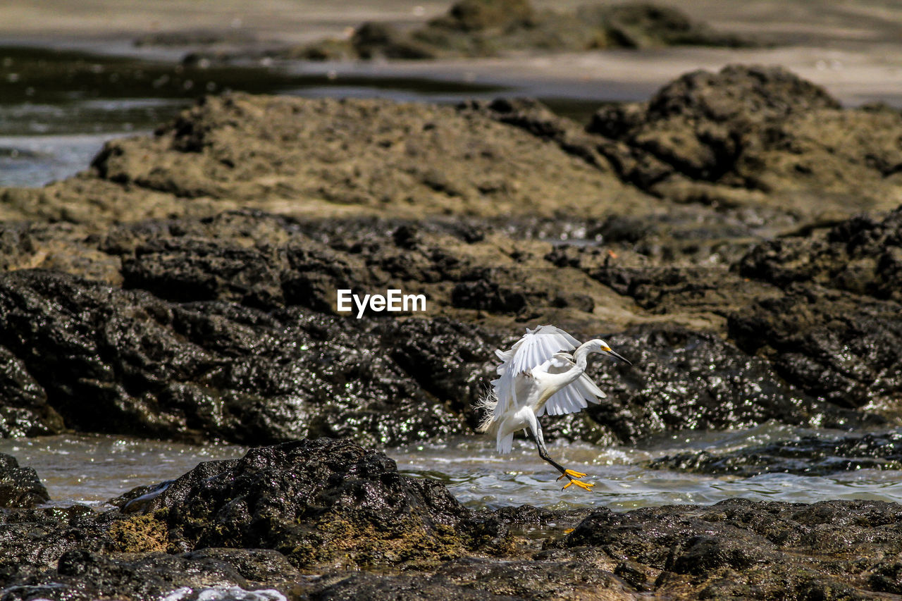 High angle view of seagull landing on rock