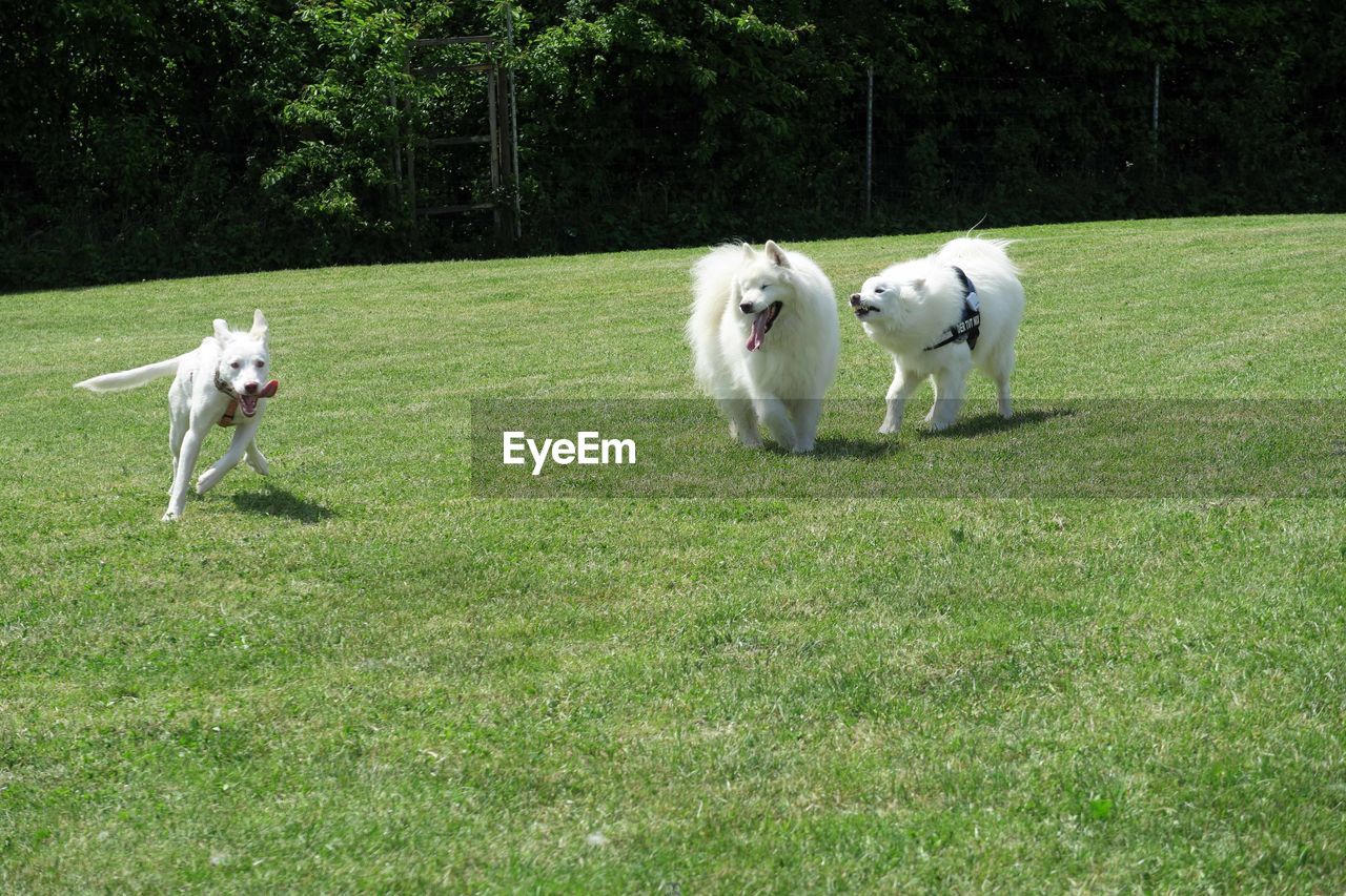 Samoyed dogs on grassy field at park