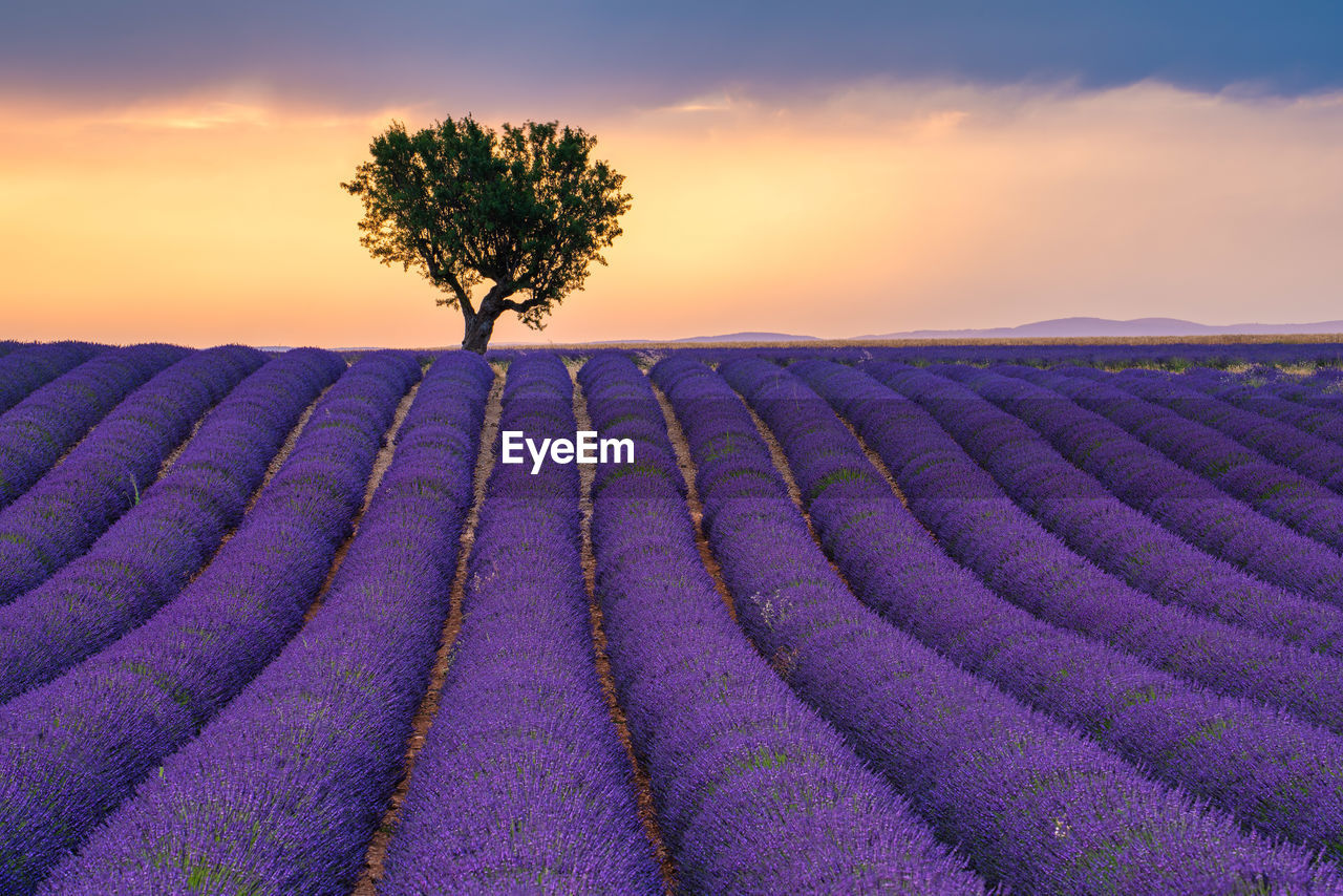 Scenic view of field against sky during sunset