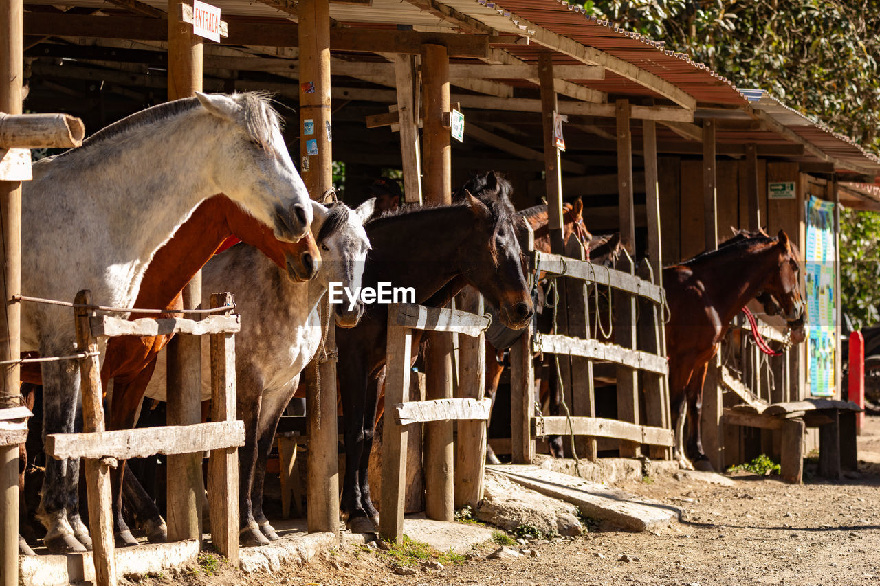 side view of horse on field