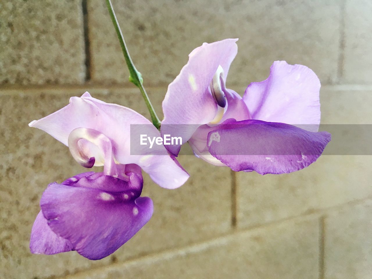 CLOSE-UP OF PURPLE FLOWER