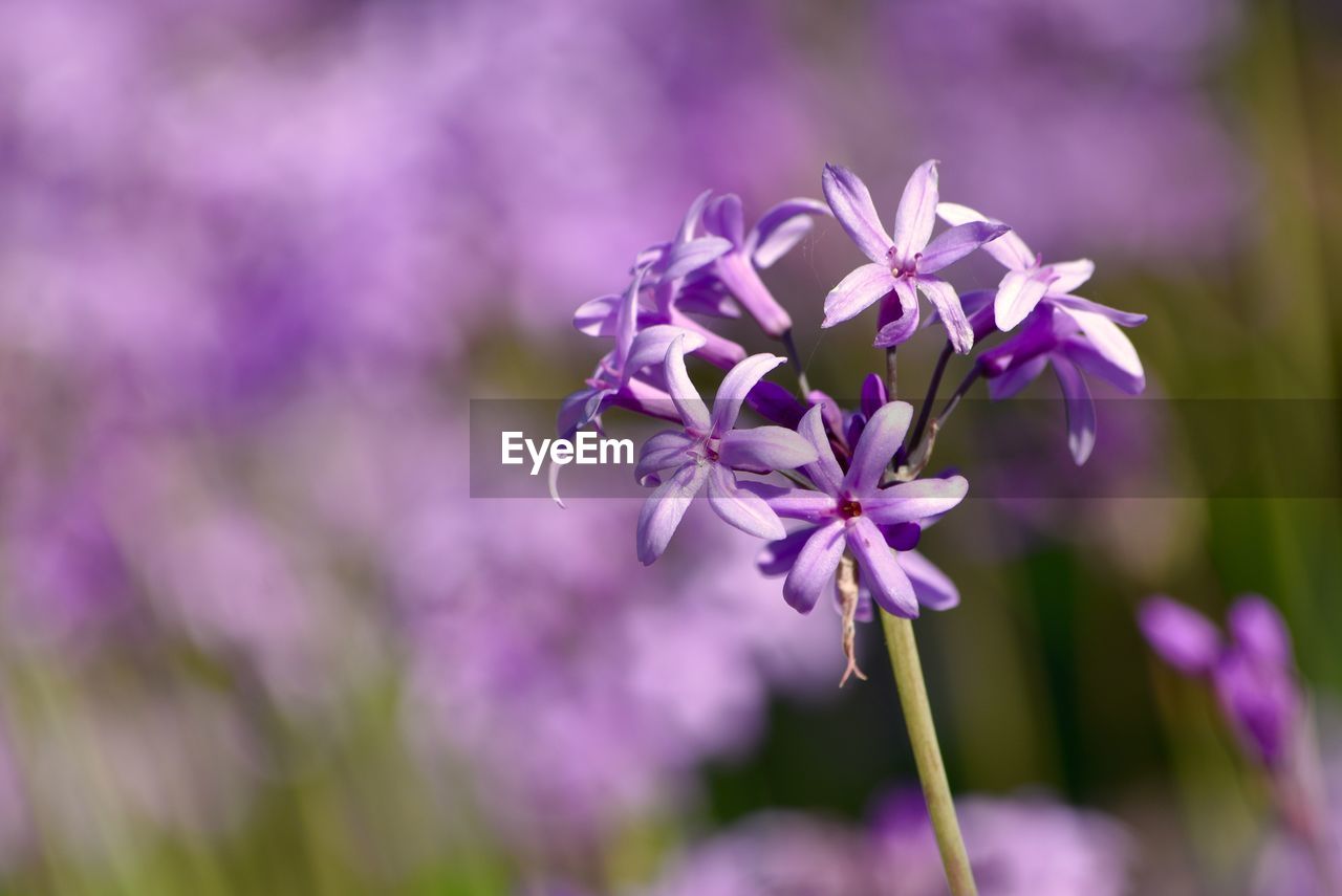 Close-up of purple flowers growing outdoors