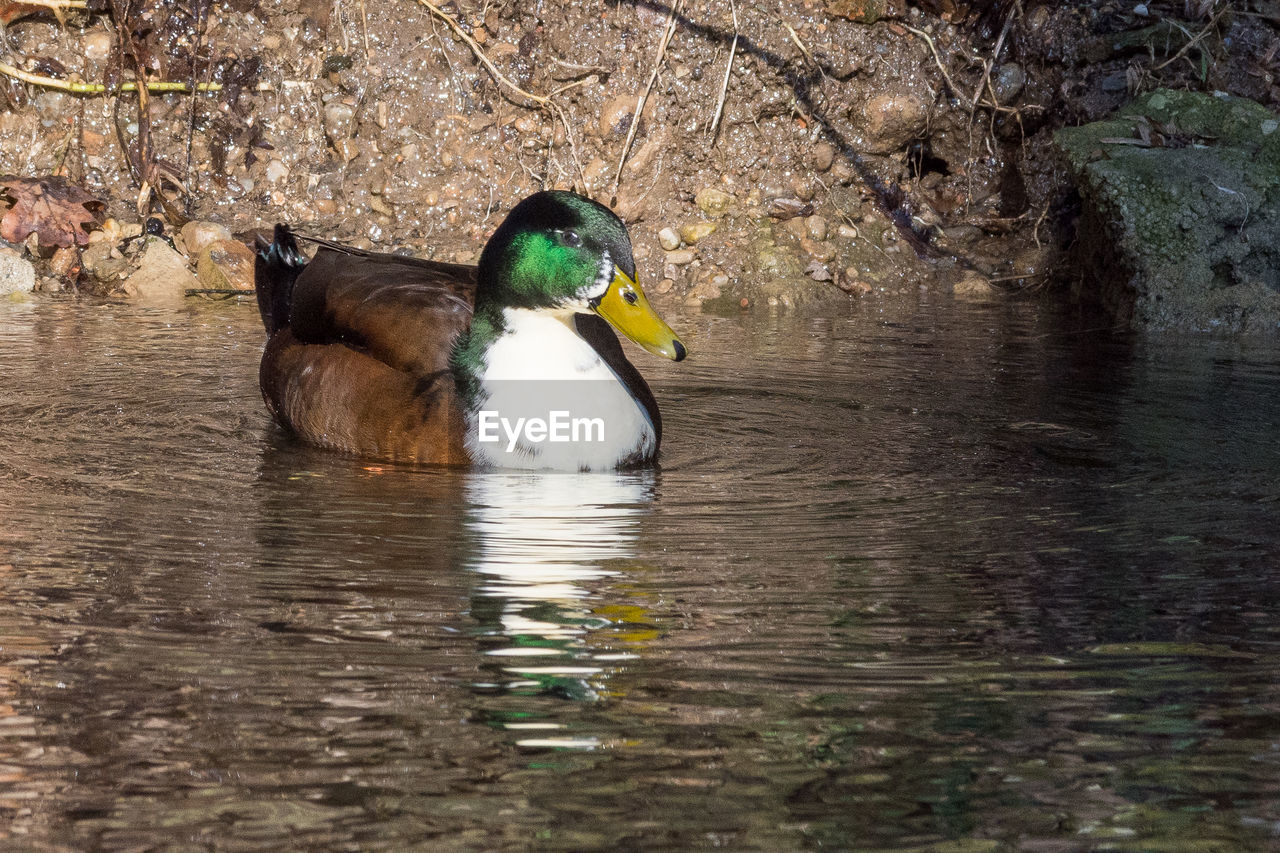 MALLARD DUCK SWIMMING IN LAKE