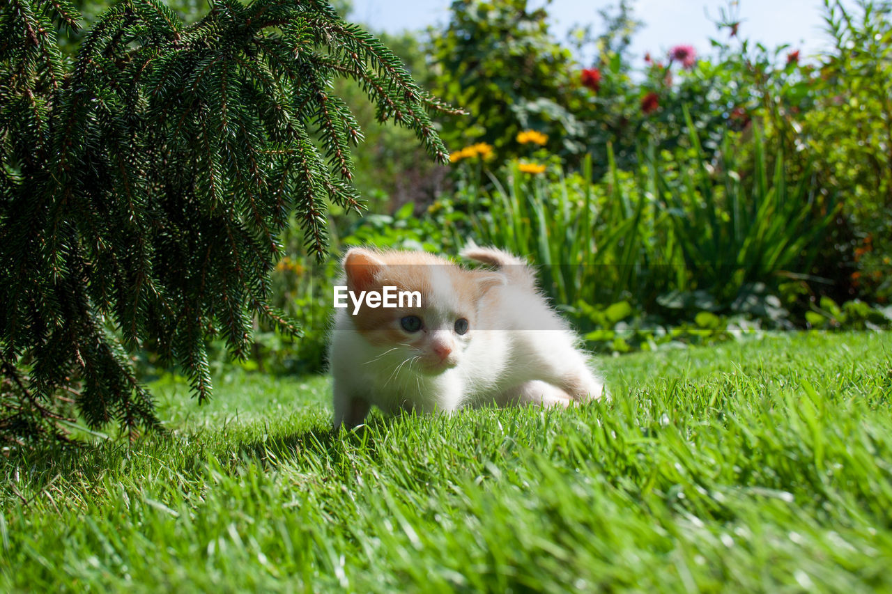 PORTRAIT OF A CAT ON GRASSLAND