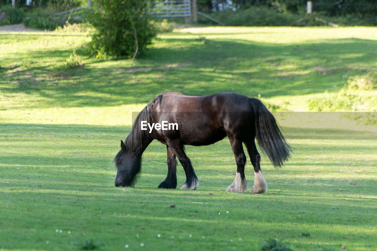 Horse grazing a field