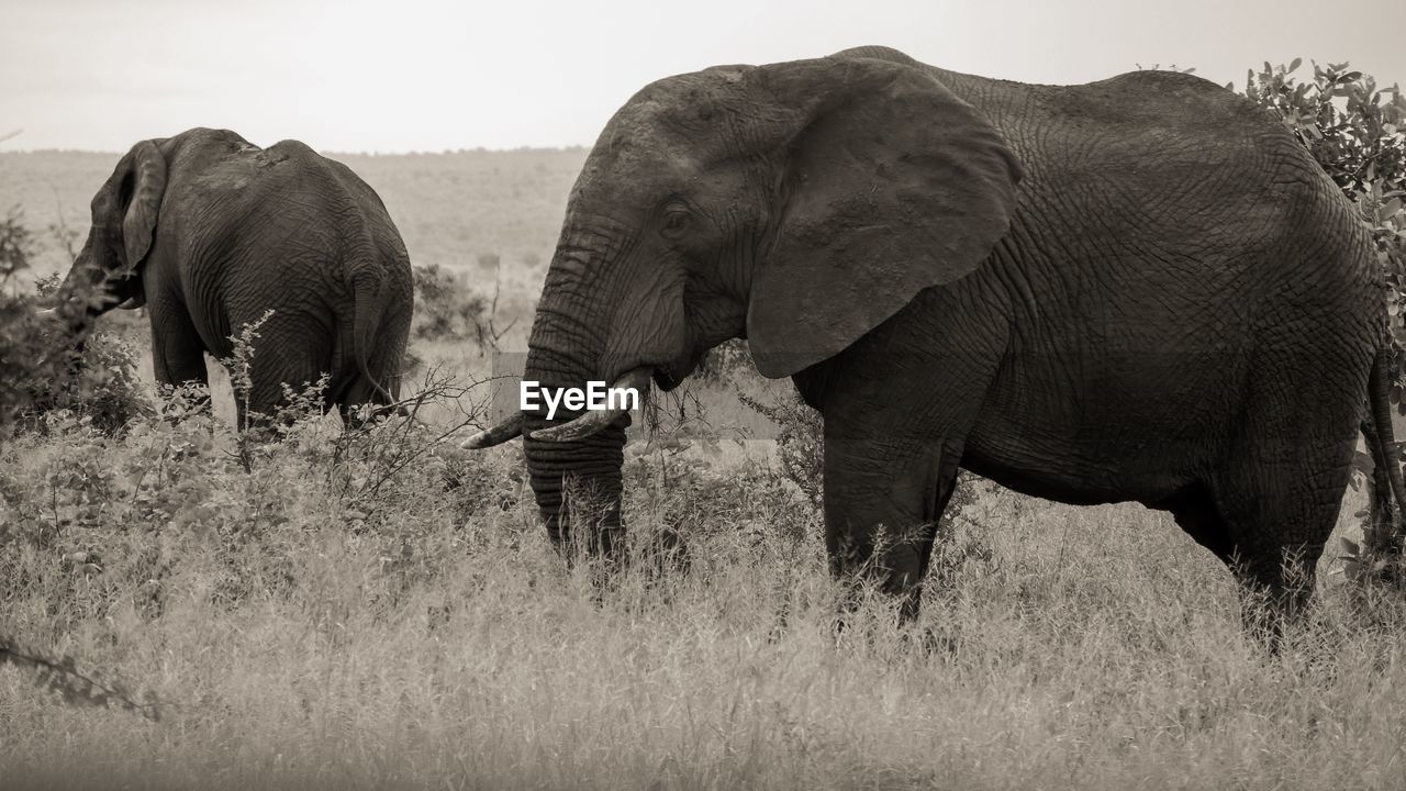 View of elephant on field