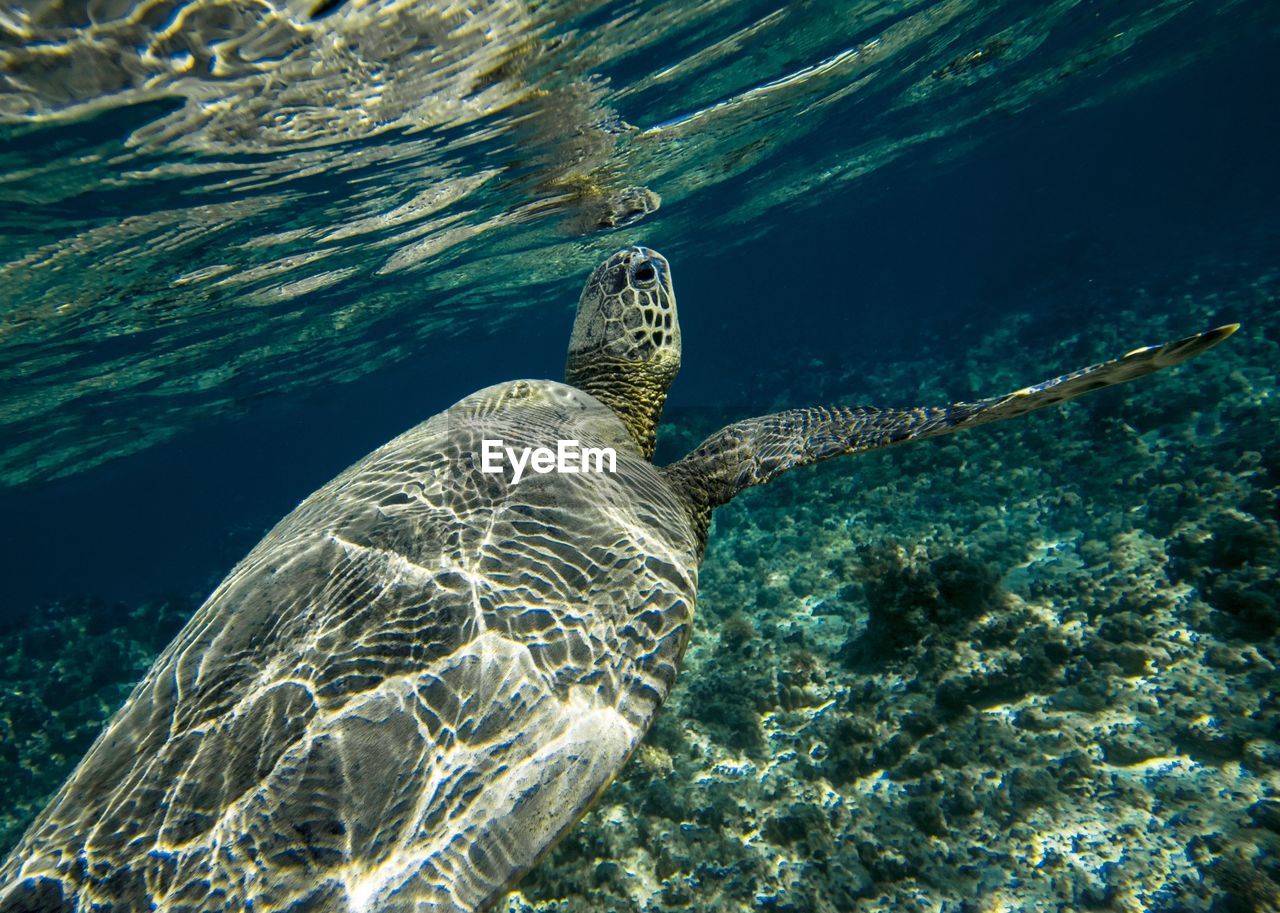 Close-up of turtle swimming in undersea